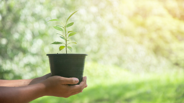 志愿为生长提供新芽。世界环境日和可持续资源概念图片下载