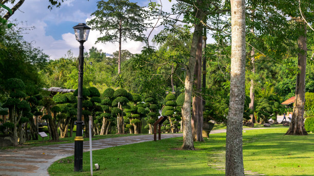 美丽的绿色公园图片下载