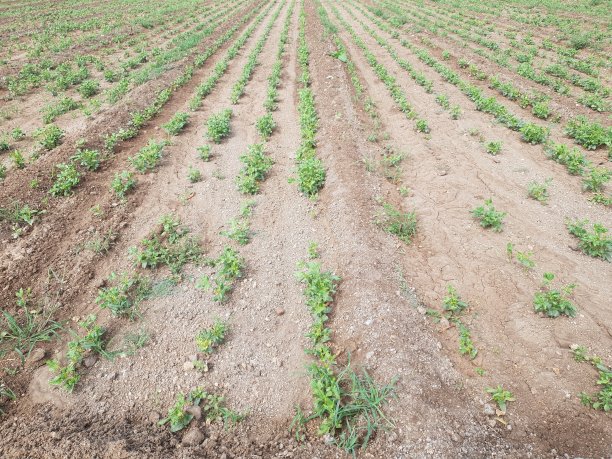 印度附近的稻田和季风云图片下载