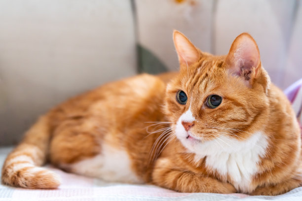 沙发上的猫素材图片