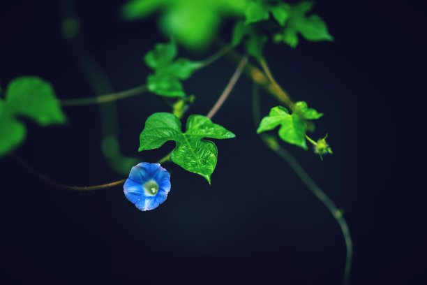 篱笆上的天蓝色牵牛花图片下载