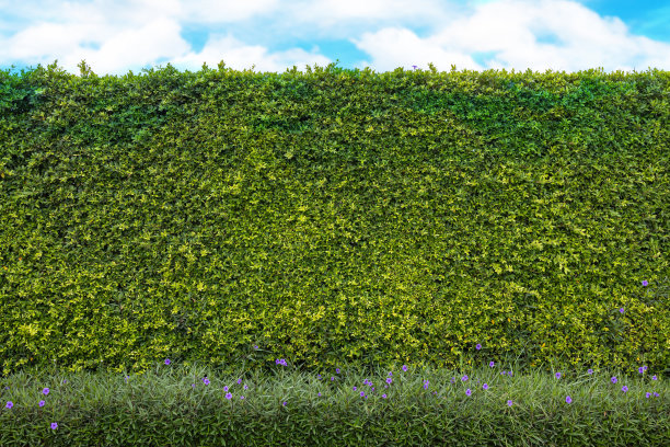 绿色的树墙纹理和蓝色的天空为背景设计，阳光，和自由的空间为艺术作品。图片下载