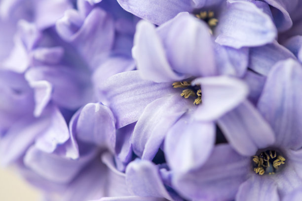 蓝星风信子花。宏。软的焦点。春天自然背景图片下载
