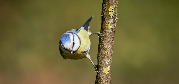 欧洲的一种蓝山雀(蓝山雀蓝山雀)在自然界中沿垂直树枝向下移动图片下载
