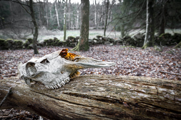 头盖骨图片下载