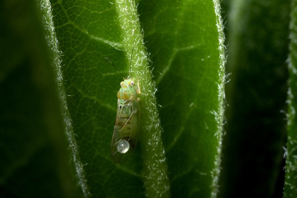 海棠属木虱(Cacopsylla tobirae)对日本芝木(Pittosporum tobira)的寄生图片下载