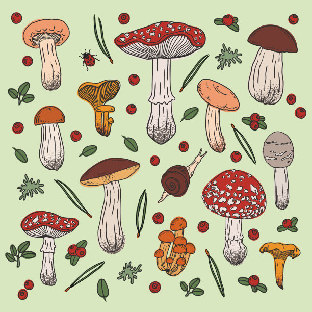 手绘蘑菇集。图片下载