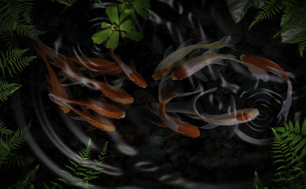 有绿色植物的人工池塘里有锦鲤图片下载