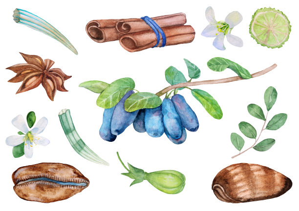 水彩金银花，肉桂和酸橙在白色的背景。图片下载