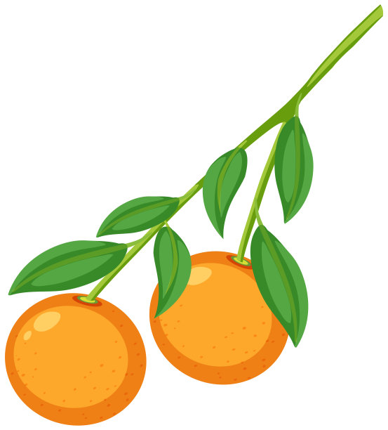 两个橙子在树枝上图片下载