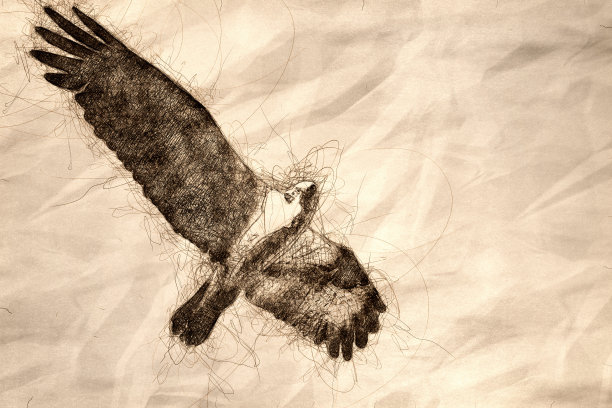 孤鱼鹰在蓝天中飞行的草图，同时进行直接的眼神接触图片下载