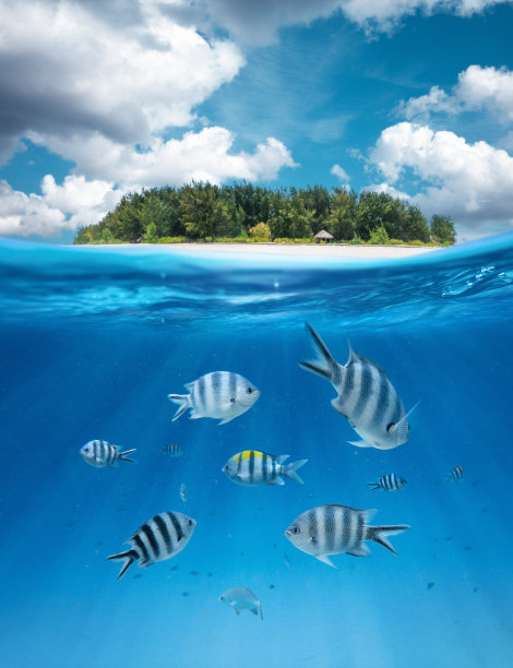 在水下生活图片下载