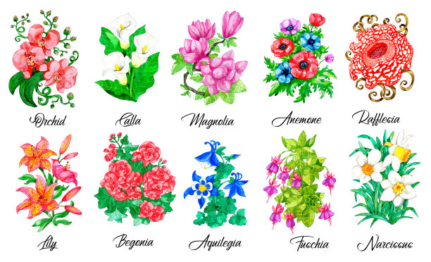 设计集兰花，马蹄莲，玉兰，百合，水仙，Aquilegia和其他花孤立在白色。图片下载