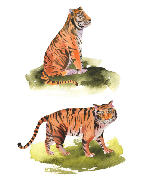 水彩老虎在白色的背景。动物野生动物插图图片下载