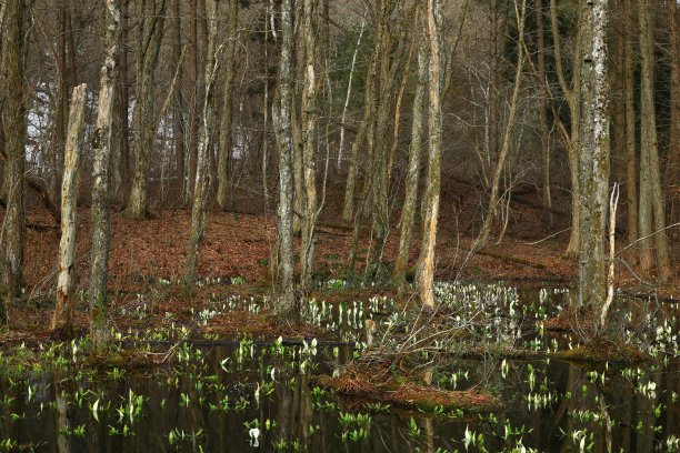 水芭蕉盛开在水边图片下载
