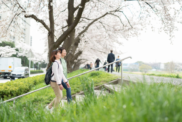 年长女性和中年女性在看樱花图片下载