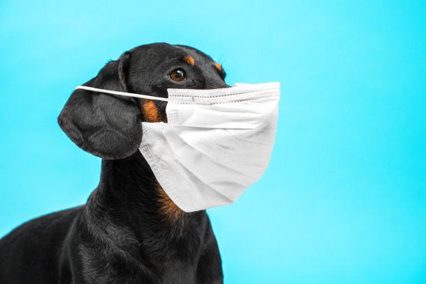 一个可爱的生病的腊肠狗的肖像，黑色和棕褐色，戴着白色医用口罩在一个蓝色的背景。宠物保护概念图片下载