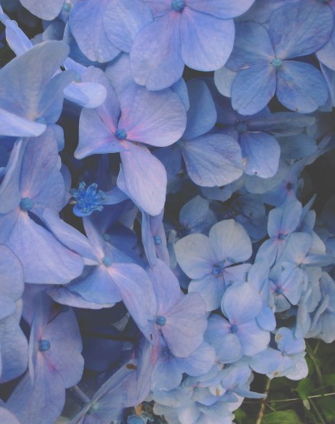 紫色的绣球花在初夏盛开。图片下载