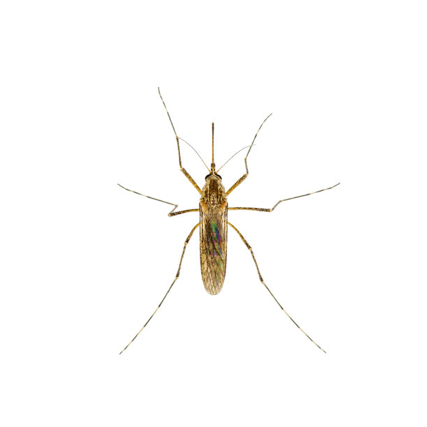 危险的疟疾感染蚊子在白色上分离图片下载