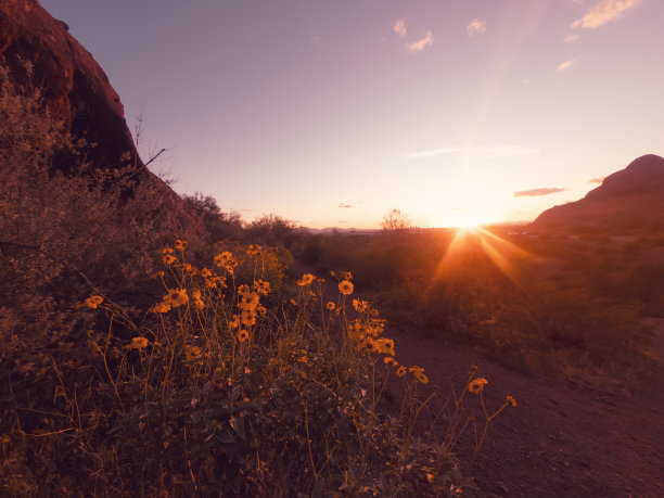 美丽的野生春花盛开在帕帕戈公园的边缘，太阳在菲尼克斯，亚利桑那州，美国。图片下载