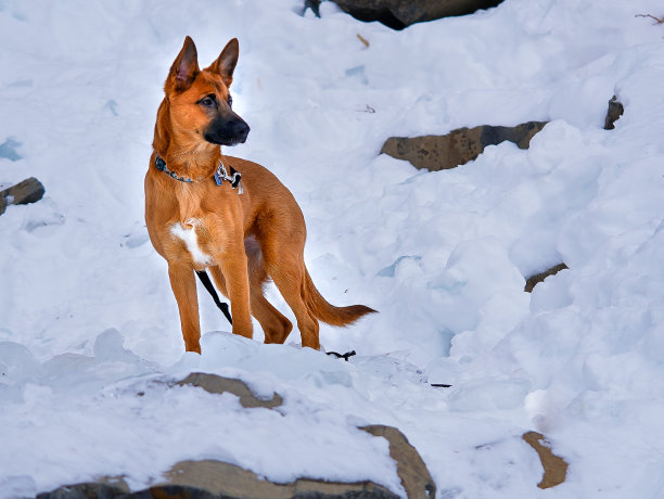 雄伟的一动也不动地图片下载