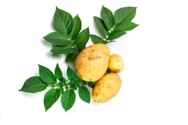 马铃薯叶片图片下载