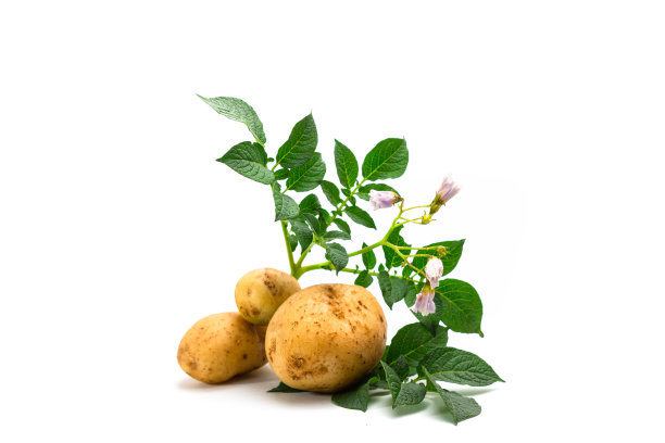 马铃薯叶片图片下载