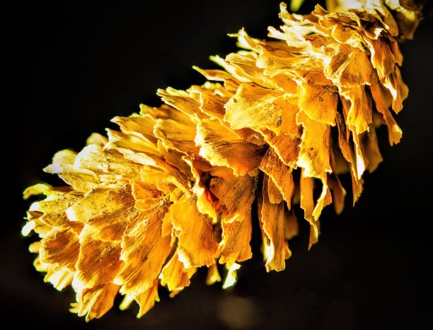 干燥的针叶树球果特写图片下载