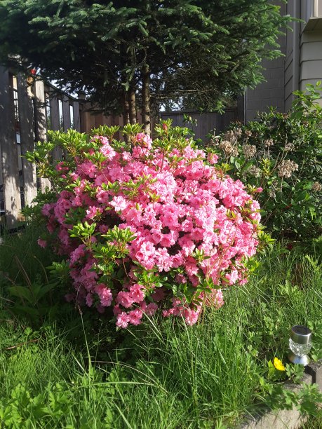 粉红色的花丛图片下载