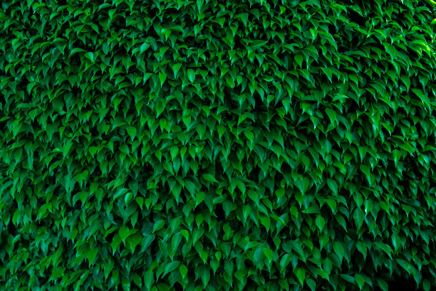 绿叶做背景和墙纸图片下载