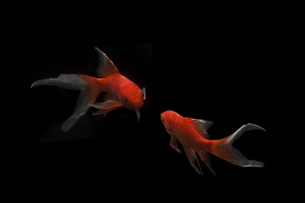 鲤鱼锦鲤黑图片下载