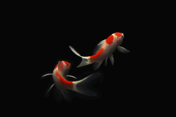 鲤鱼锦鲤黑图片下载