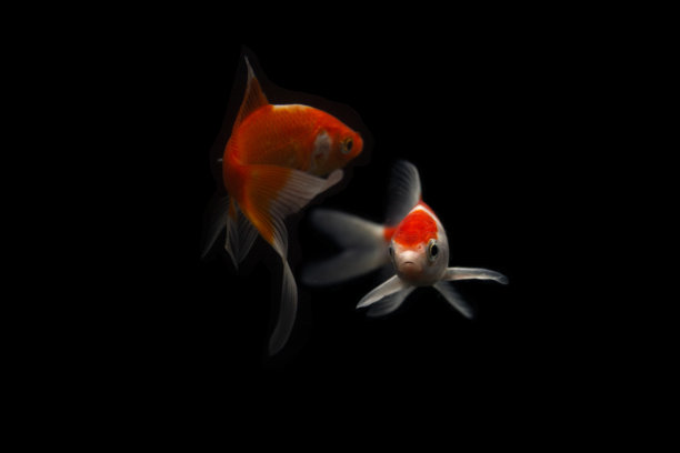 鲤鱼锦鲤黑图片下载