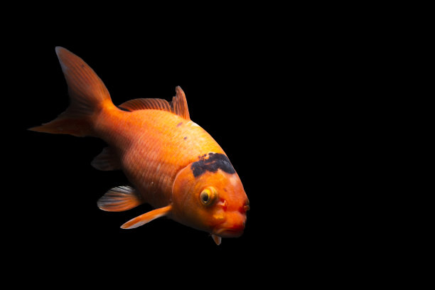 鲤鱼锦鲤黑图片下载