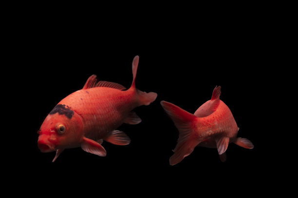 鲤鱼锦鲤黑图片下载