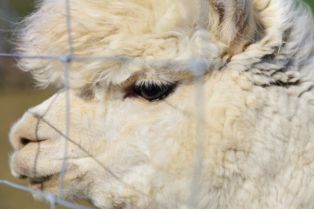 一个年轻的白色羊驼的头的近距离与大黑眼睛后面的铁丝篱笆图片下载