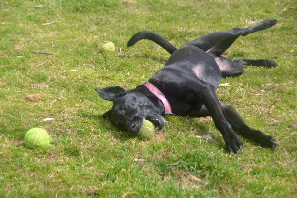 三球狗图片下载