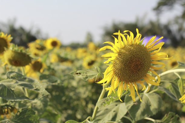 向日葵和花园里的花图片下载