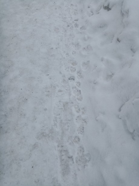 雪道上有狗和人的痕迹，春天和冬天抽象的背景与复制空间图片下载