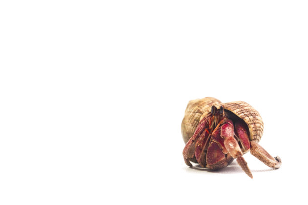 寄居蟹在白色的背景图片下载