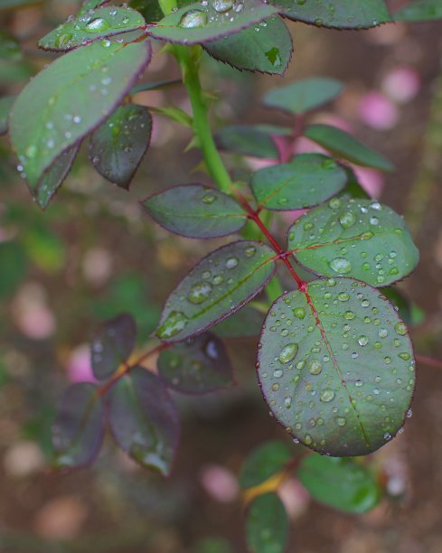 散落的叶子和水滴在玫瑰田。图片下载