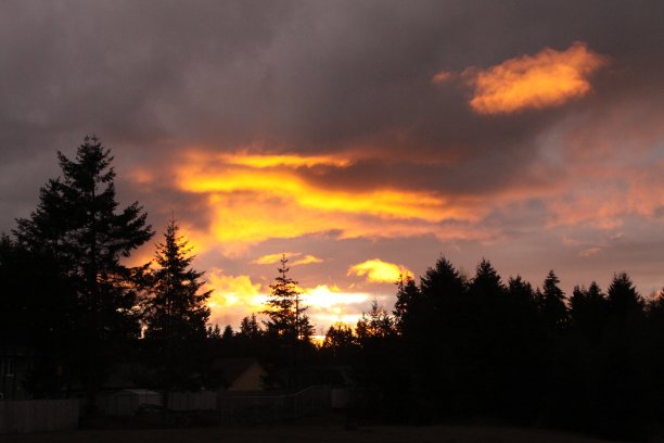 森林的日落图片下载