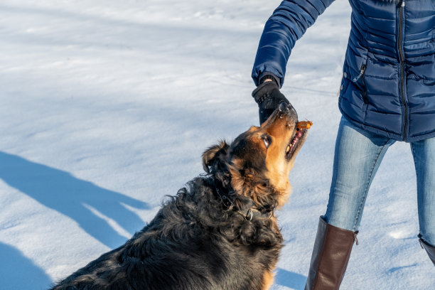 在一个阳光明媚的冬日里，一只德国牧羊犬和女主人一起玩耍图片下载