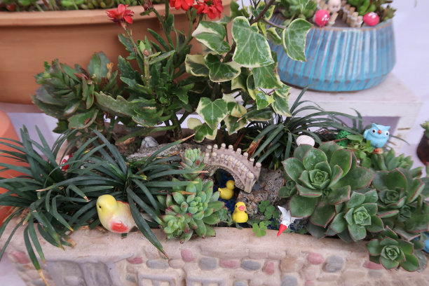 微型园林景观形象为儿童在浅盆景盆盘碟，高山开花植物，多肉仙人掌，砾石，户外家庭园艺图片下载