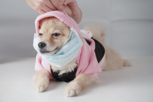 棕色毛发的小型犬种或博美犬躺在白色背景的白色桌子上，主人戴着保护污染或疾病的面具，穿着夹克保暖图片下载