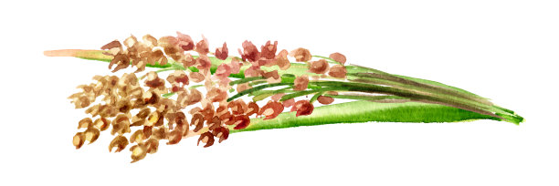 小米的耳朵。谷物小米。手绘水彩插图孤立的白色背景图片下载