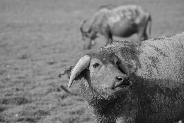 泰国水牛正在干燥的草地上寻找食物。图片下载