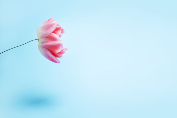 保护自然免受垃圾侵害的理念。长在铁丝茎上的活花。背景与地方为你的文本图片下载