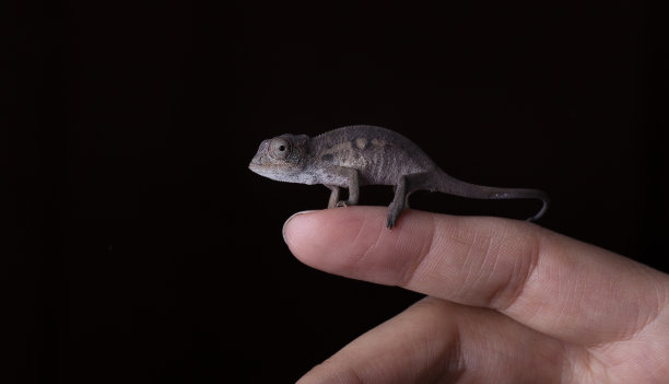 工作室拍摄的婴儿幻影变色龙在黑色，毛帕达里斯图片下载