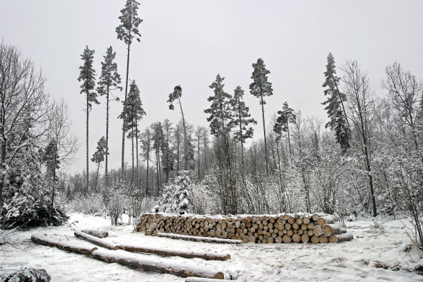 木材堆。图片下载